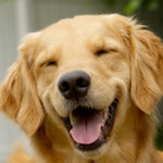 The best vacuum attachments for pet hair.